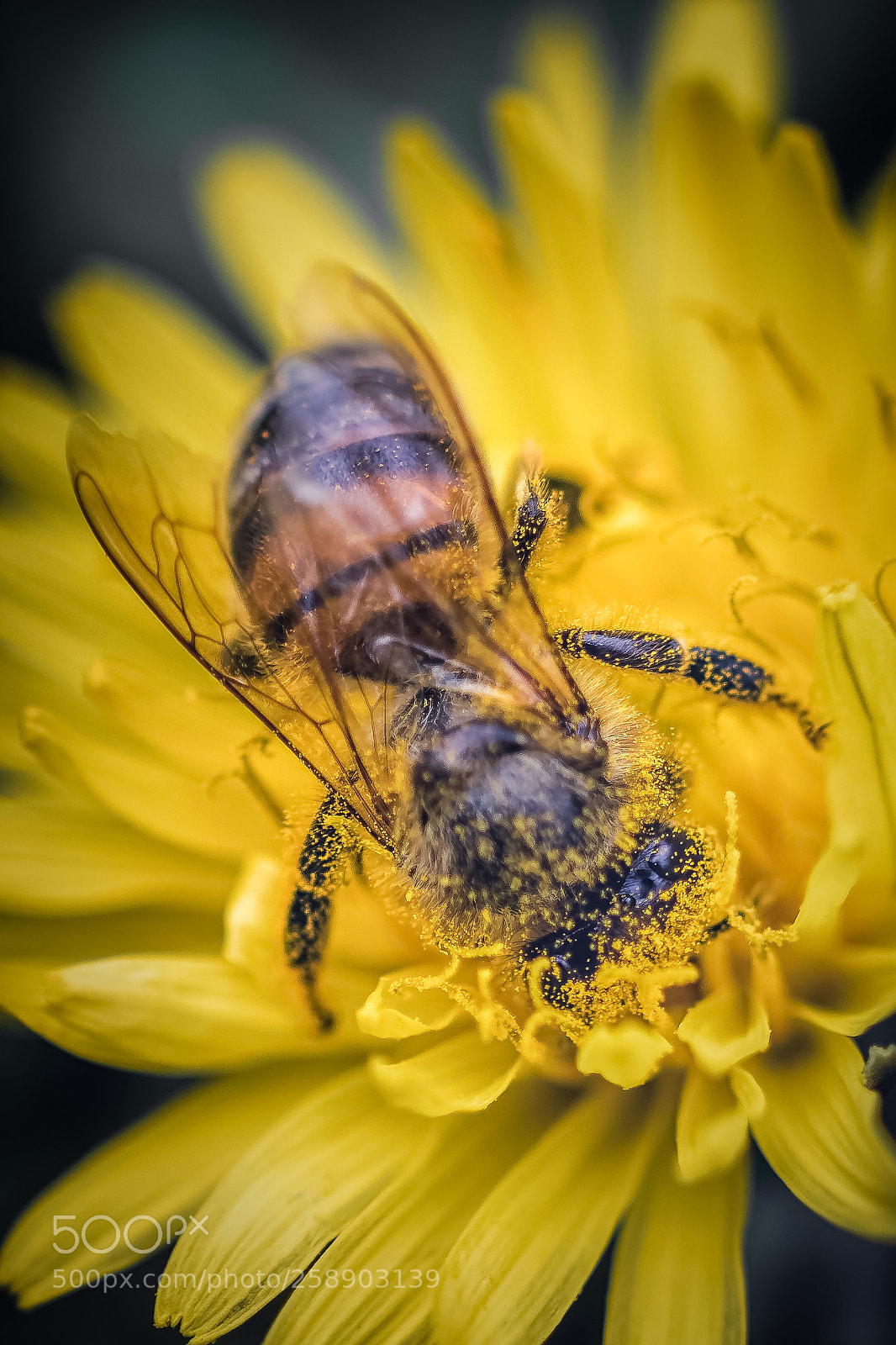 Nikon D850 sample photo. Bee photography