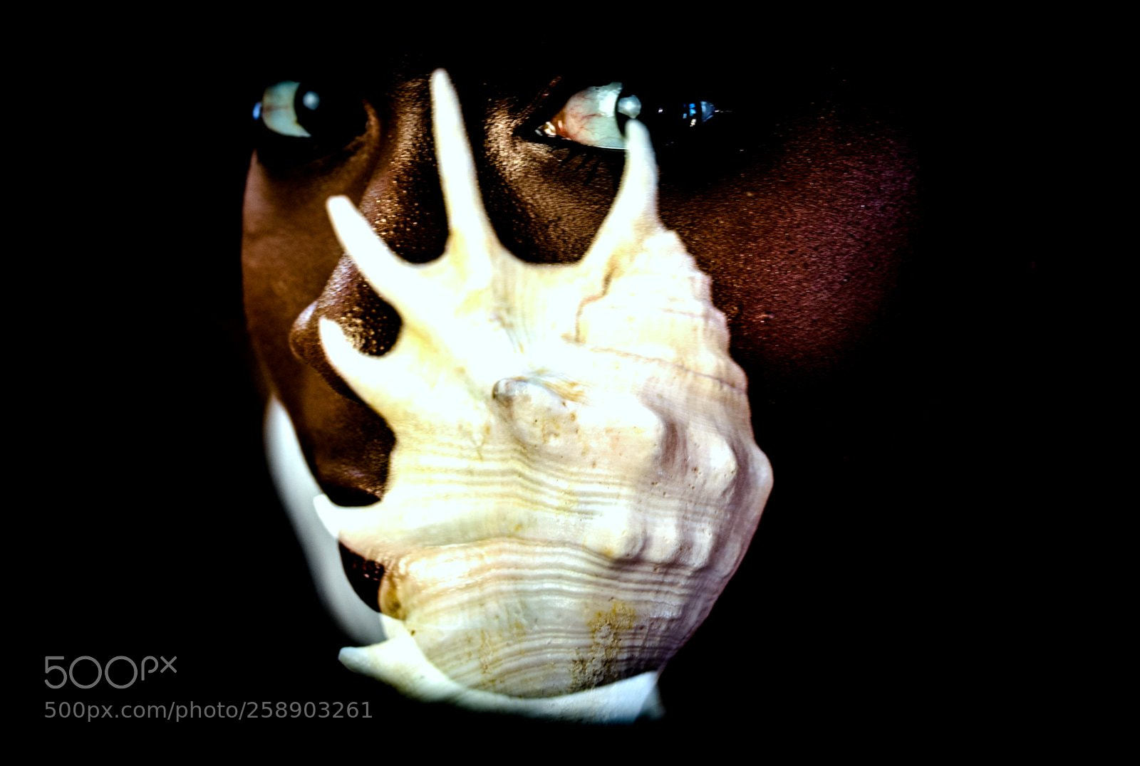Canon EOS 6D Mark II sample photo. Seashell iii photography