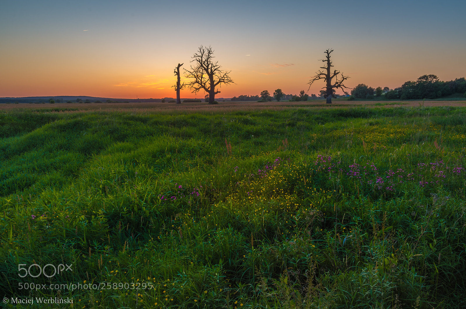 Pentax K-50 sample photo. Rogalin meadows photography