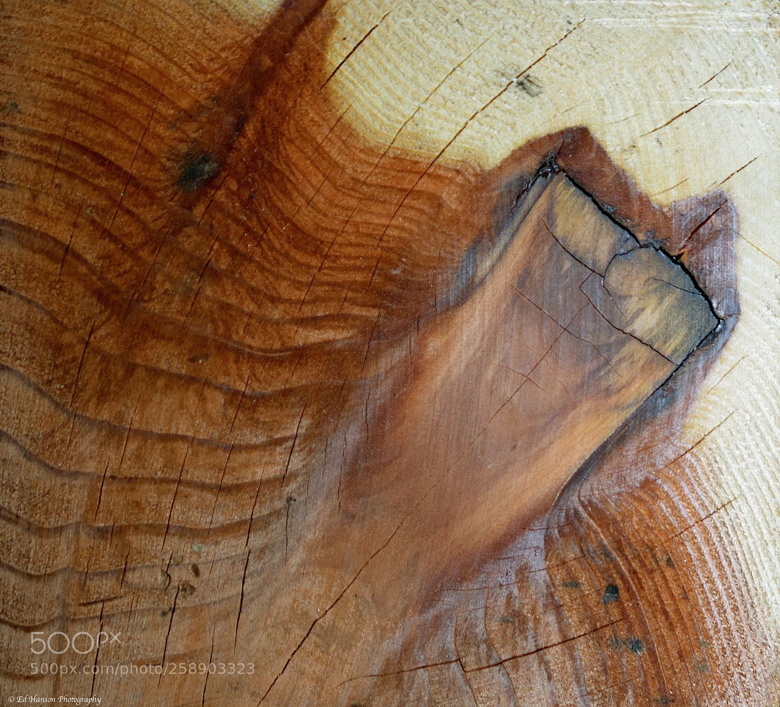 Nikon D3300 sample photo. Patterns in wood photography
