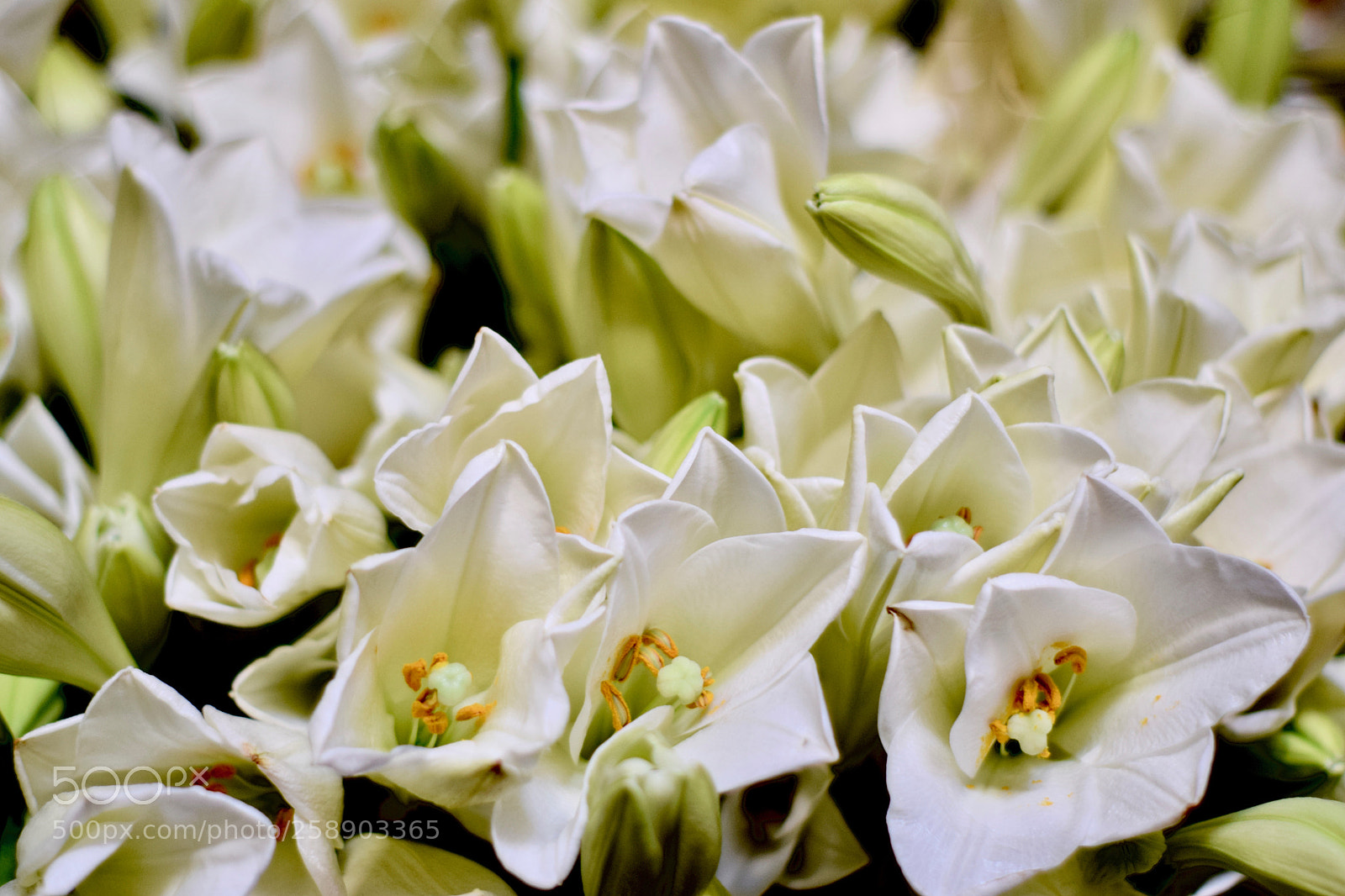 Nikon D3300 sample photo. White flowers photography