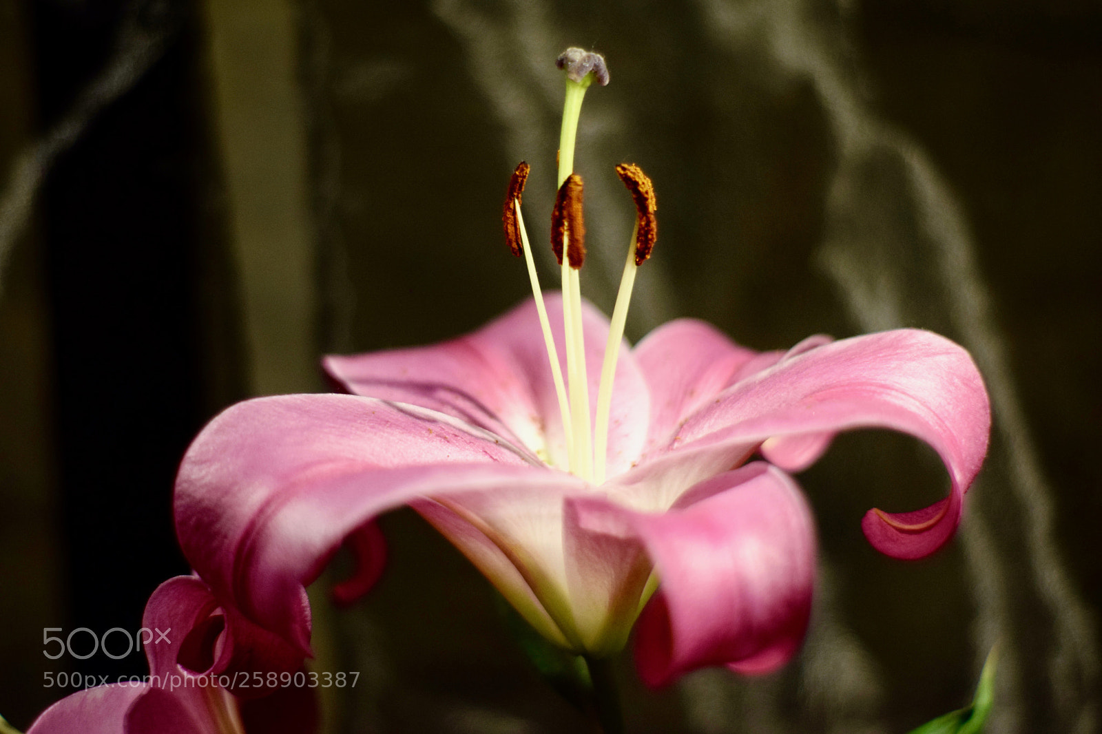 Nikon D3300 sample photo. Purple flower photography