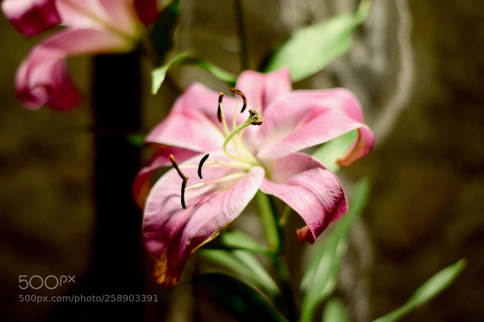 Nikon D3300 sample photo. Purple flower photography