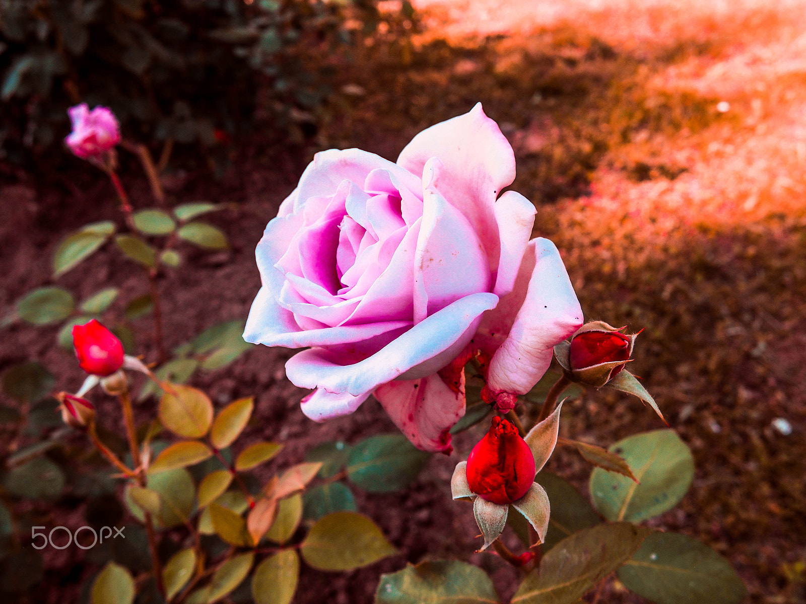 Olympus PEN E-PL6 sample photo. Mother rose and the babies photography