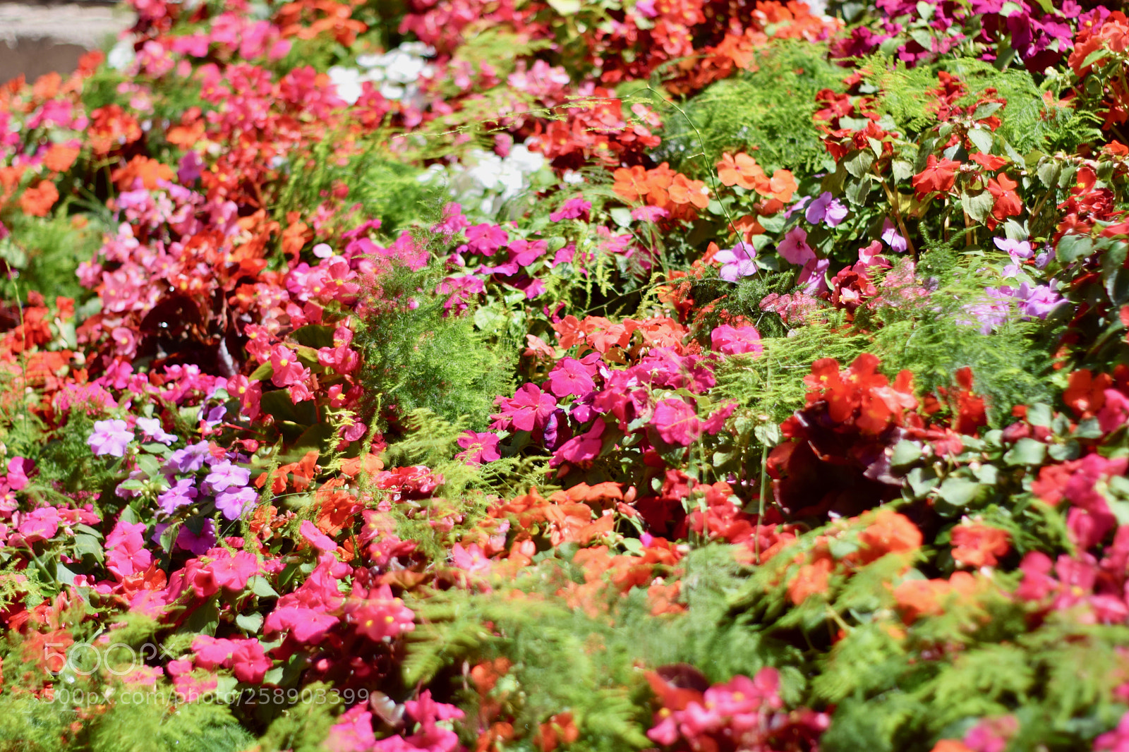 Nikon D3300 sample photo. Colorful garden photography