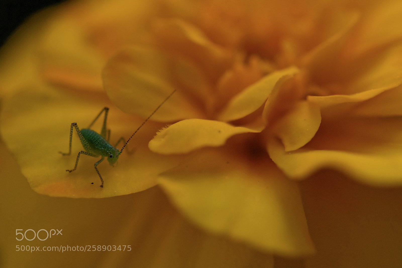Canon EOS 77D (EOS 9000D / EOS 770D) sample photo. Will jump or not photography