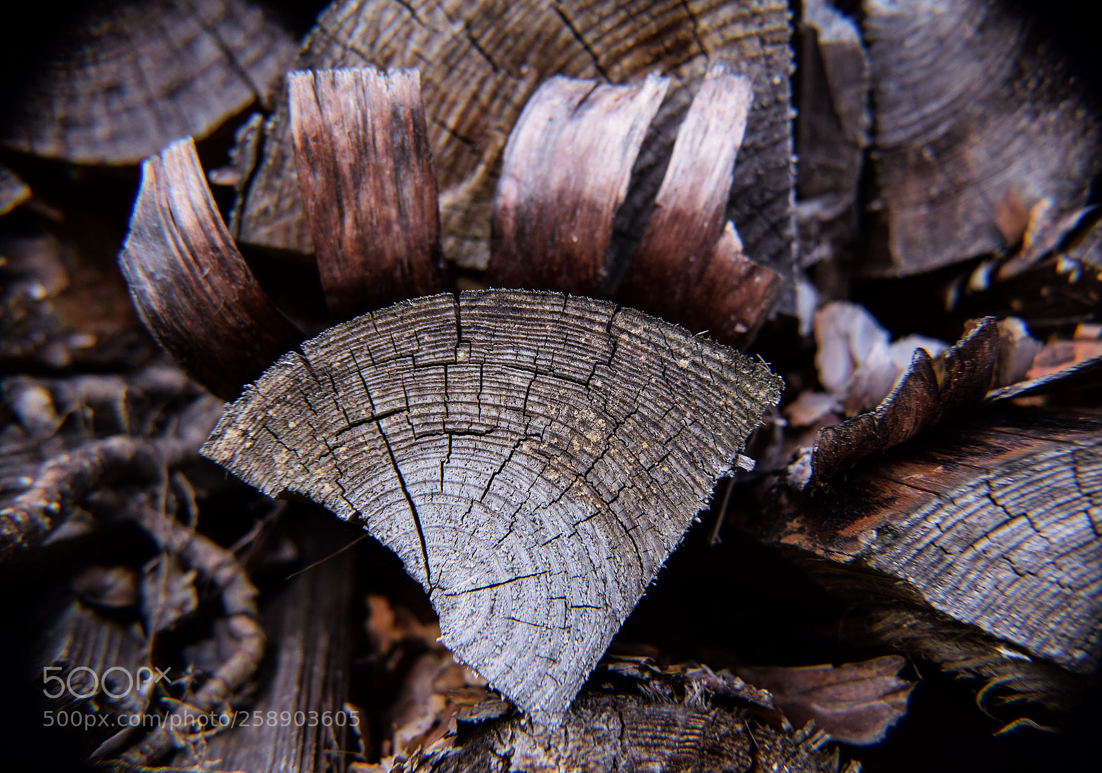 Nikon D3300 sample photo. Holz photography