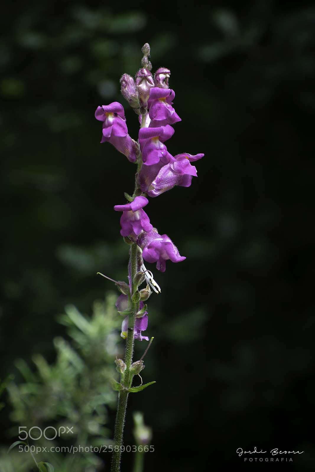 Nikon D5300 sample photo. Flower photography