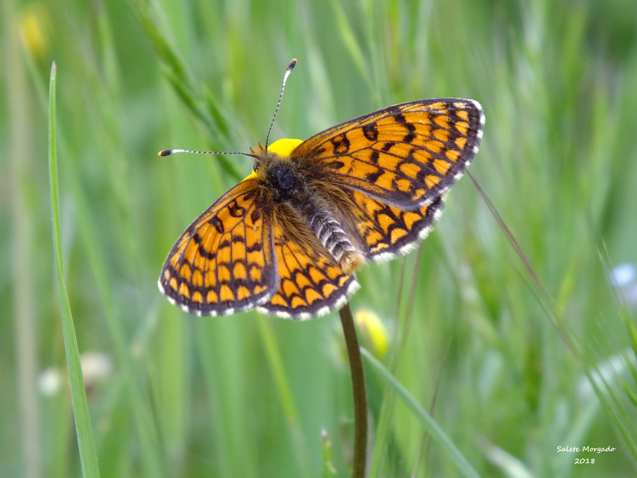 Fujifilm FinePix HS30EXR sample photo. Butterfly photography