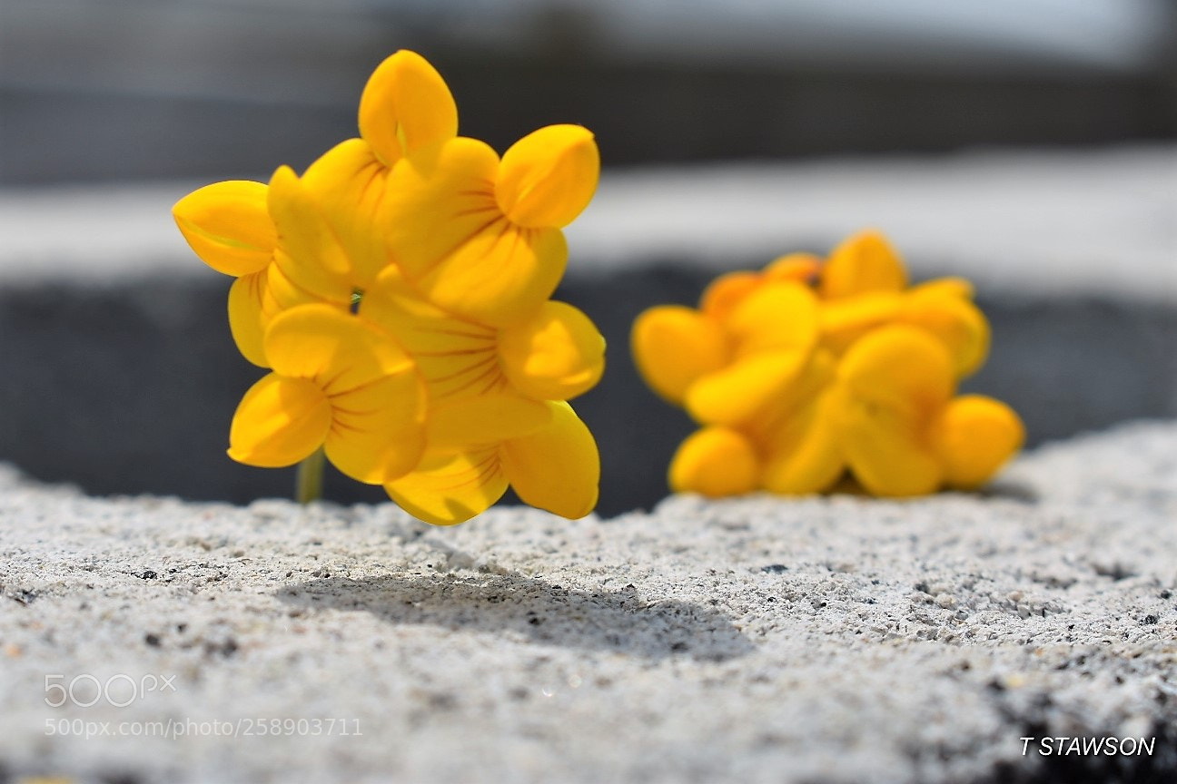 Nikon D3400 sample photo. Yellow 2 photography