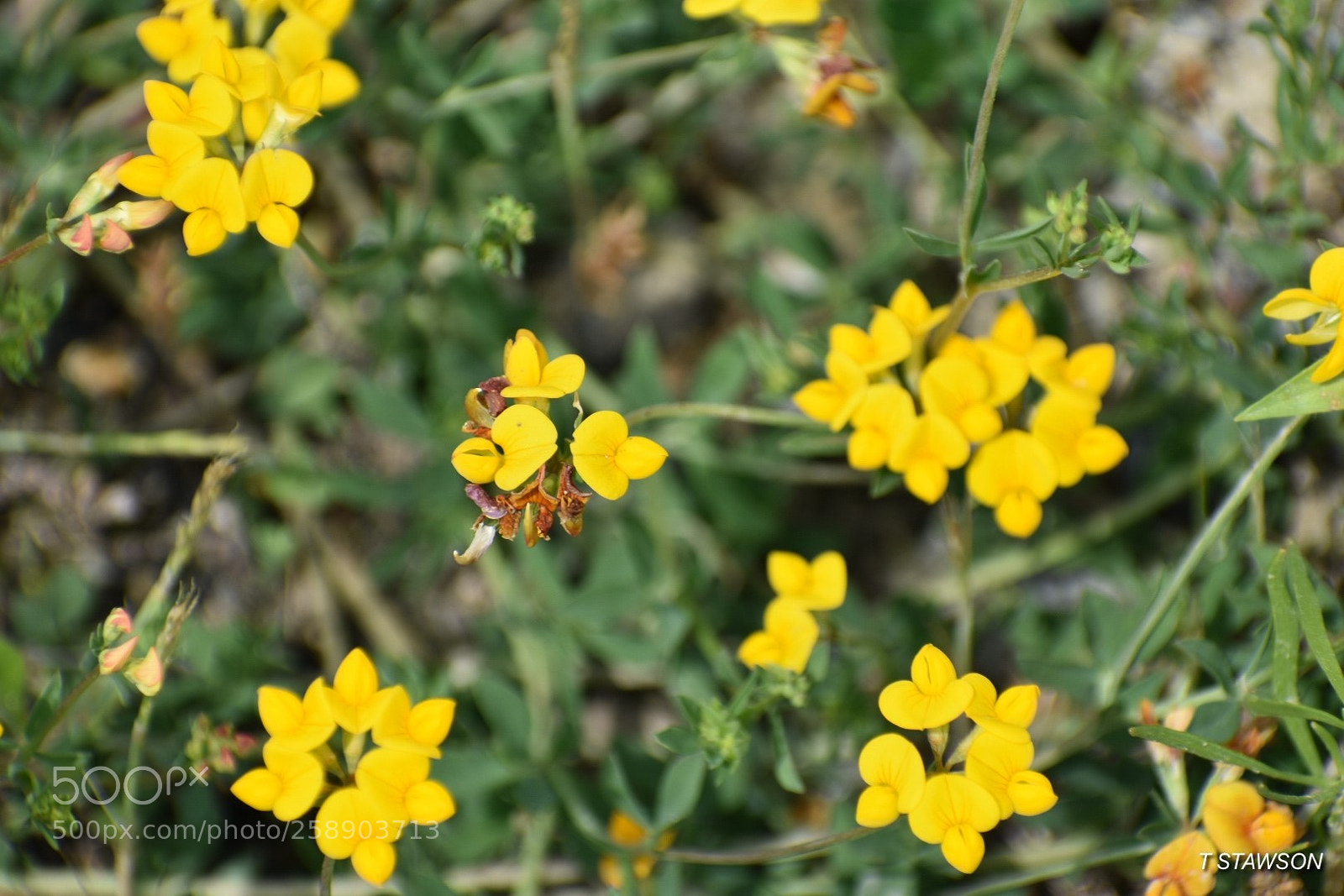 Nikon D3400 sample photo. Yellow 1 photography
