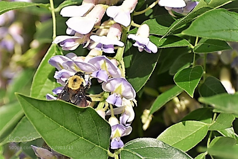 Nikon D3400 sample photo. Bee in wisteria photography