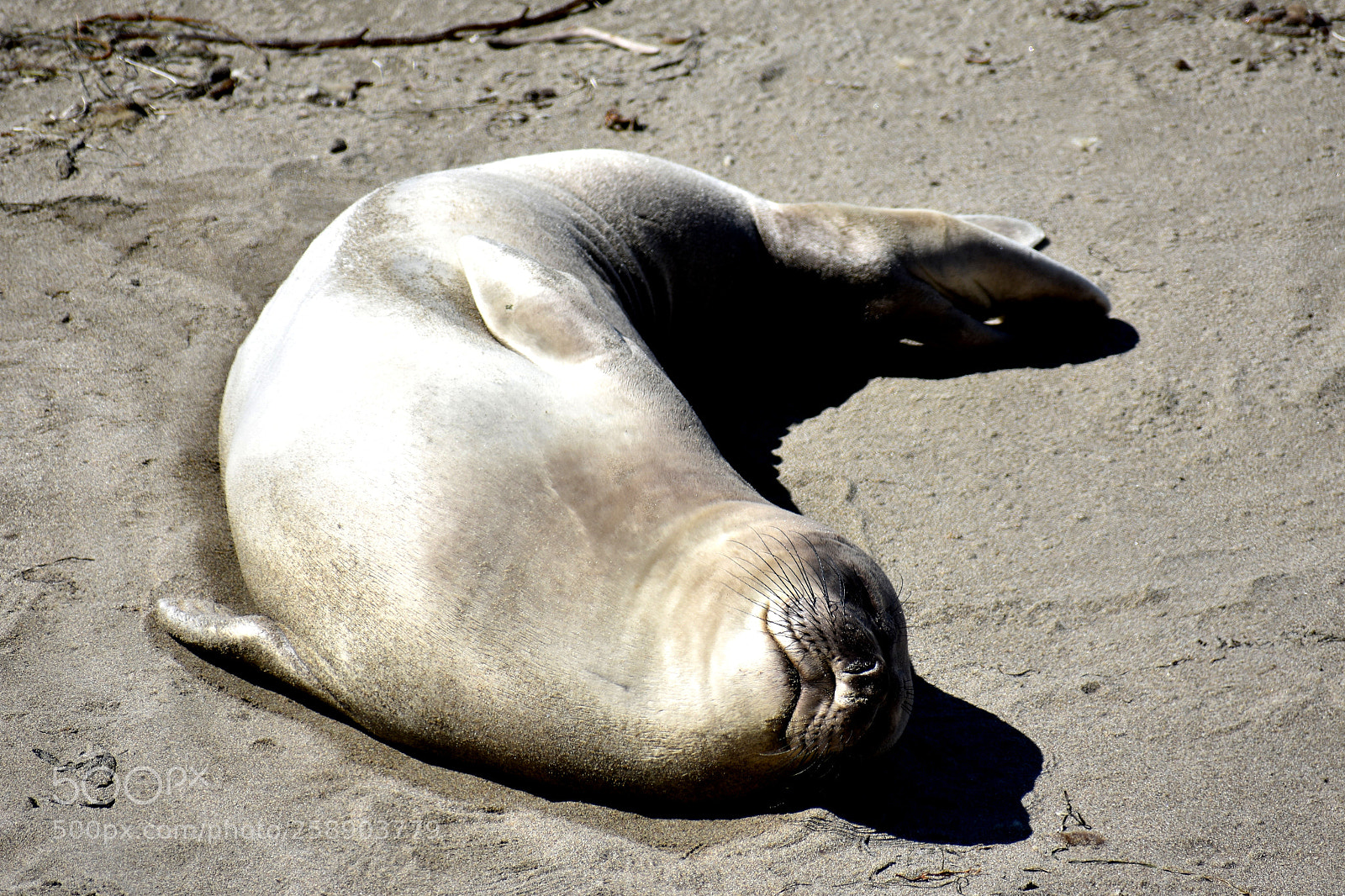 Nikon D3400 sample photo. Sea lion photography