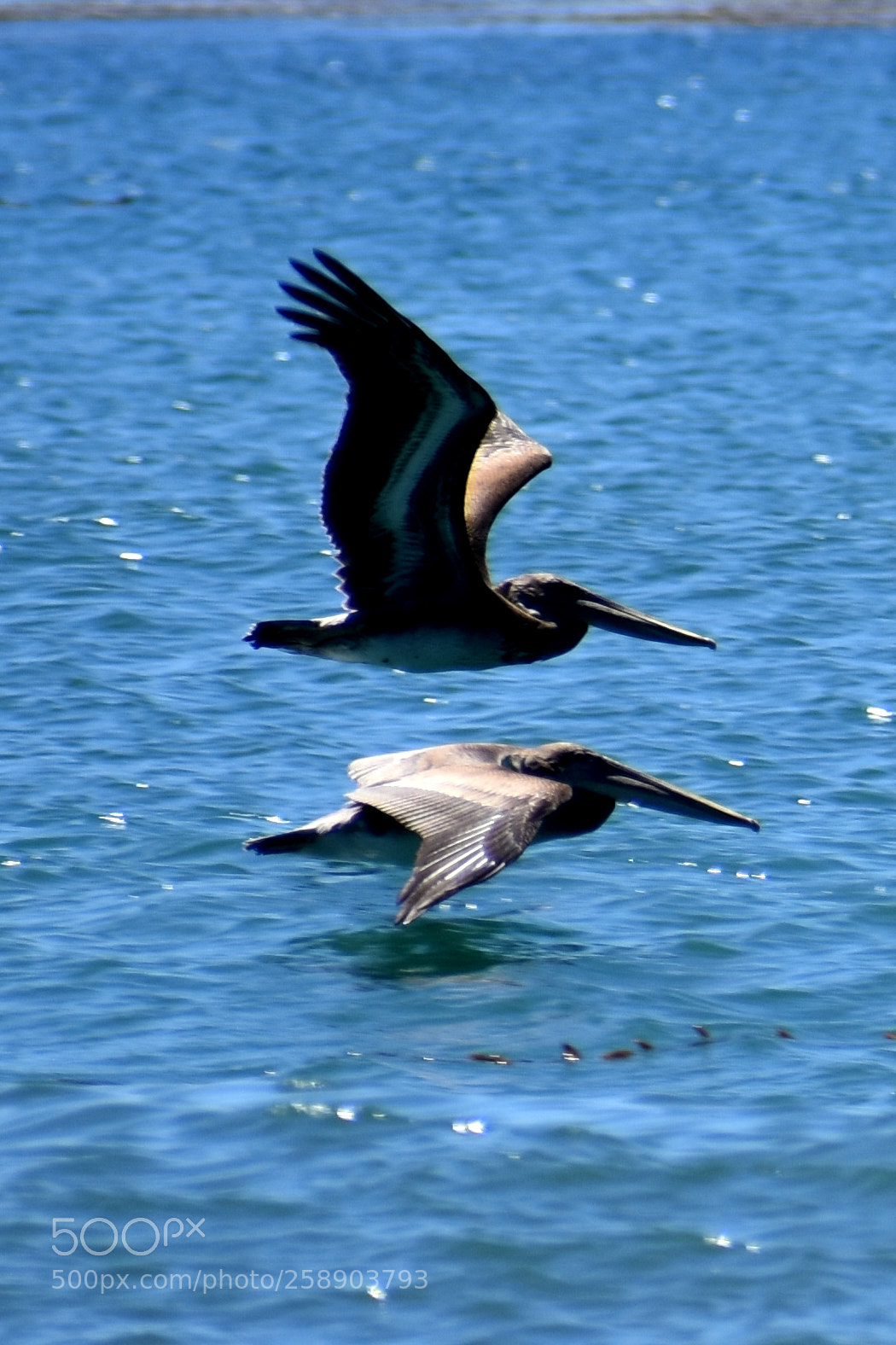 Nikon D3400 sample photo. Birds photography