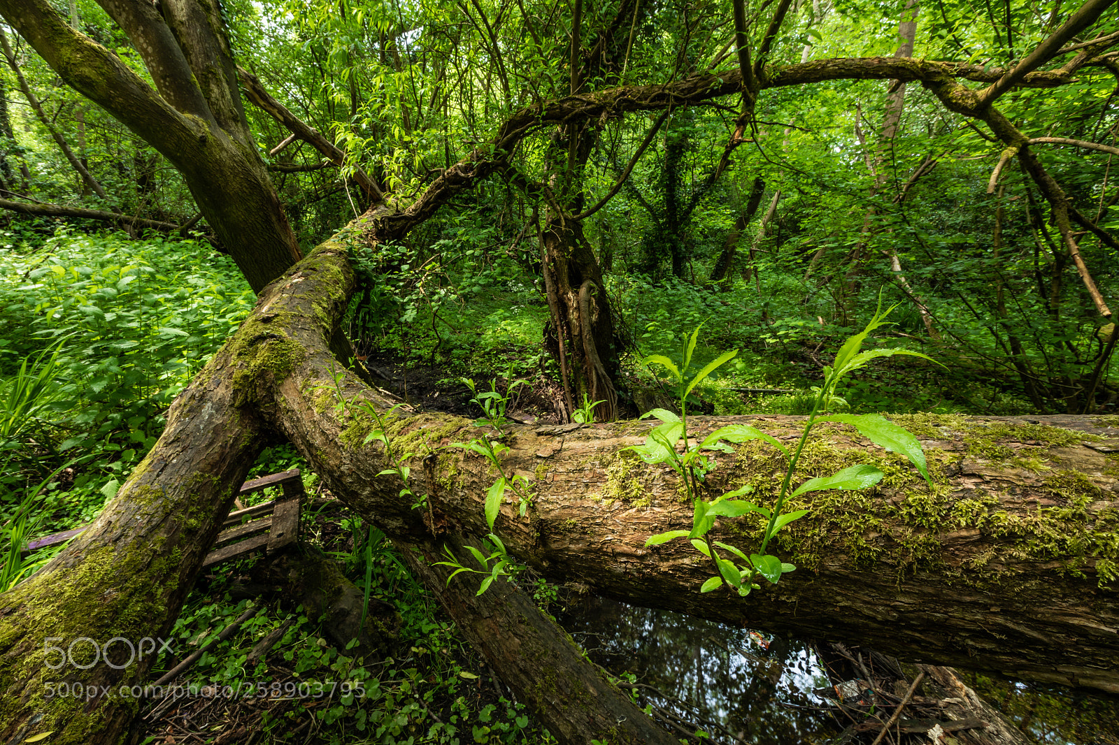 Canon EOS 5D Mark IV sample photo. Tree bend photography