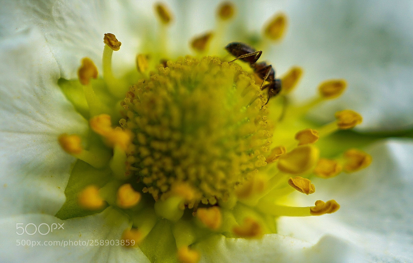 Sony a7 II sample photo. "strawberry flower" photography