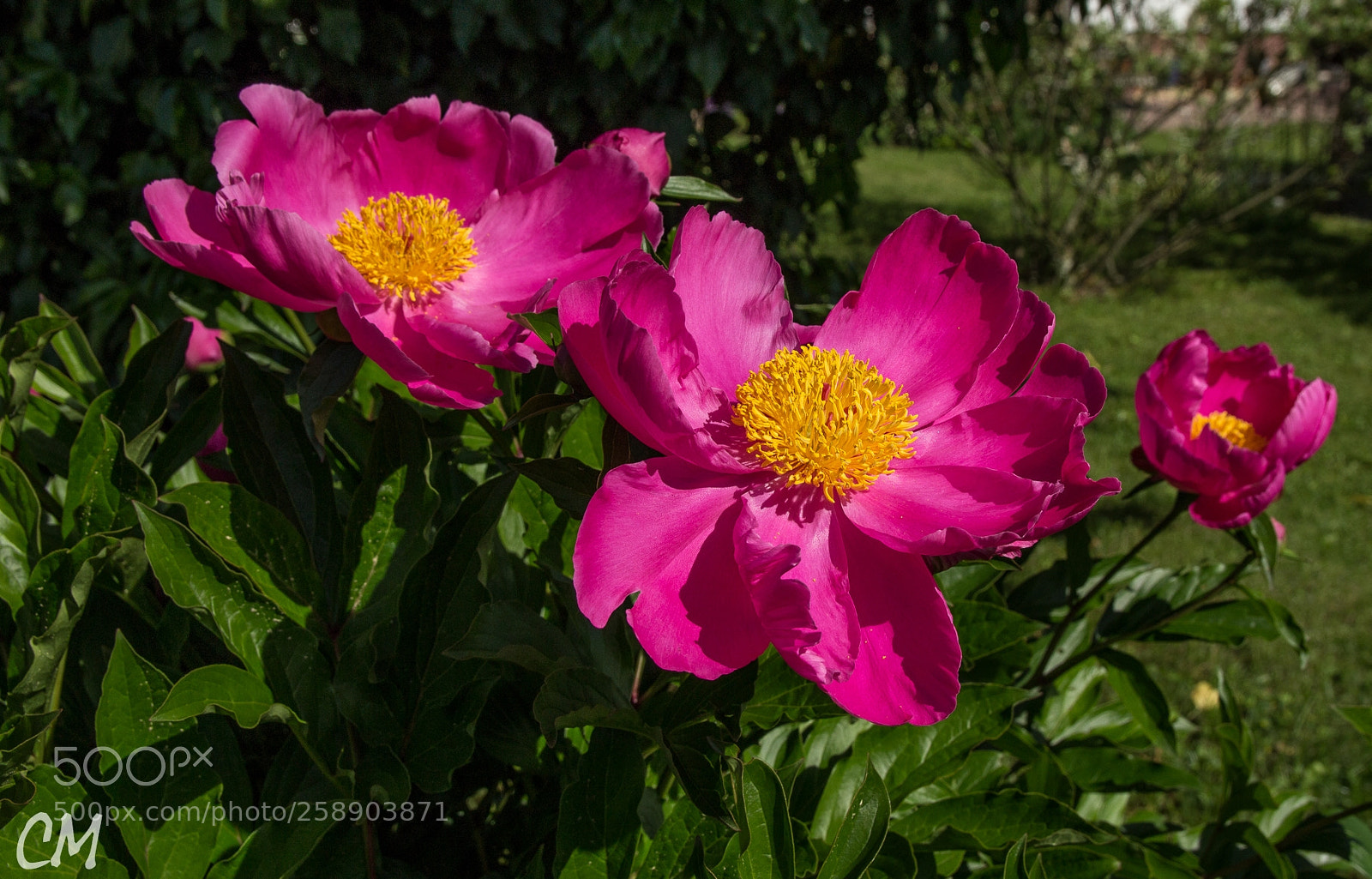 Canon EOS 1200D (EOS Rebel T5 / EOS Kiss X70 / EOS Hi) sample photo. Paeonia photography
