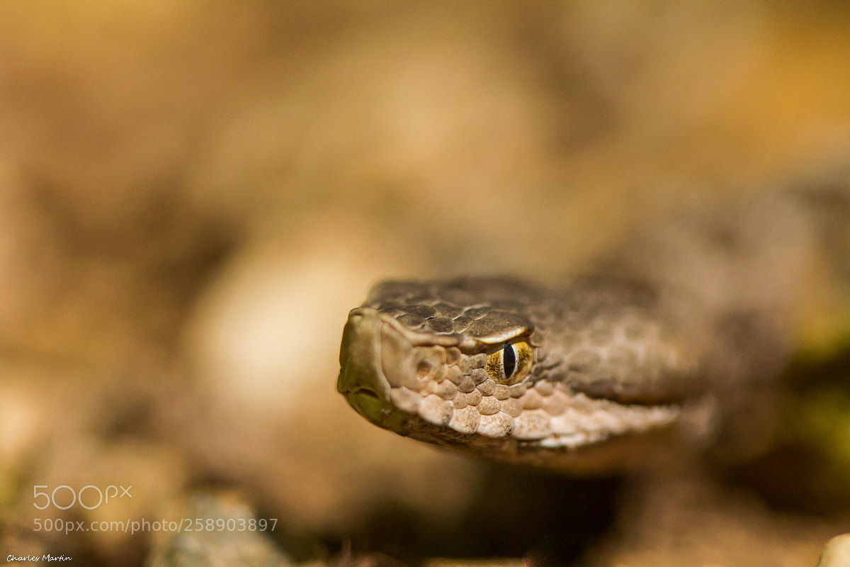 Canon EOS 7D sample photo. Vipera aspis hugyi photography