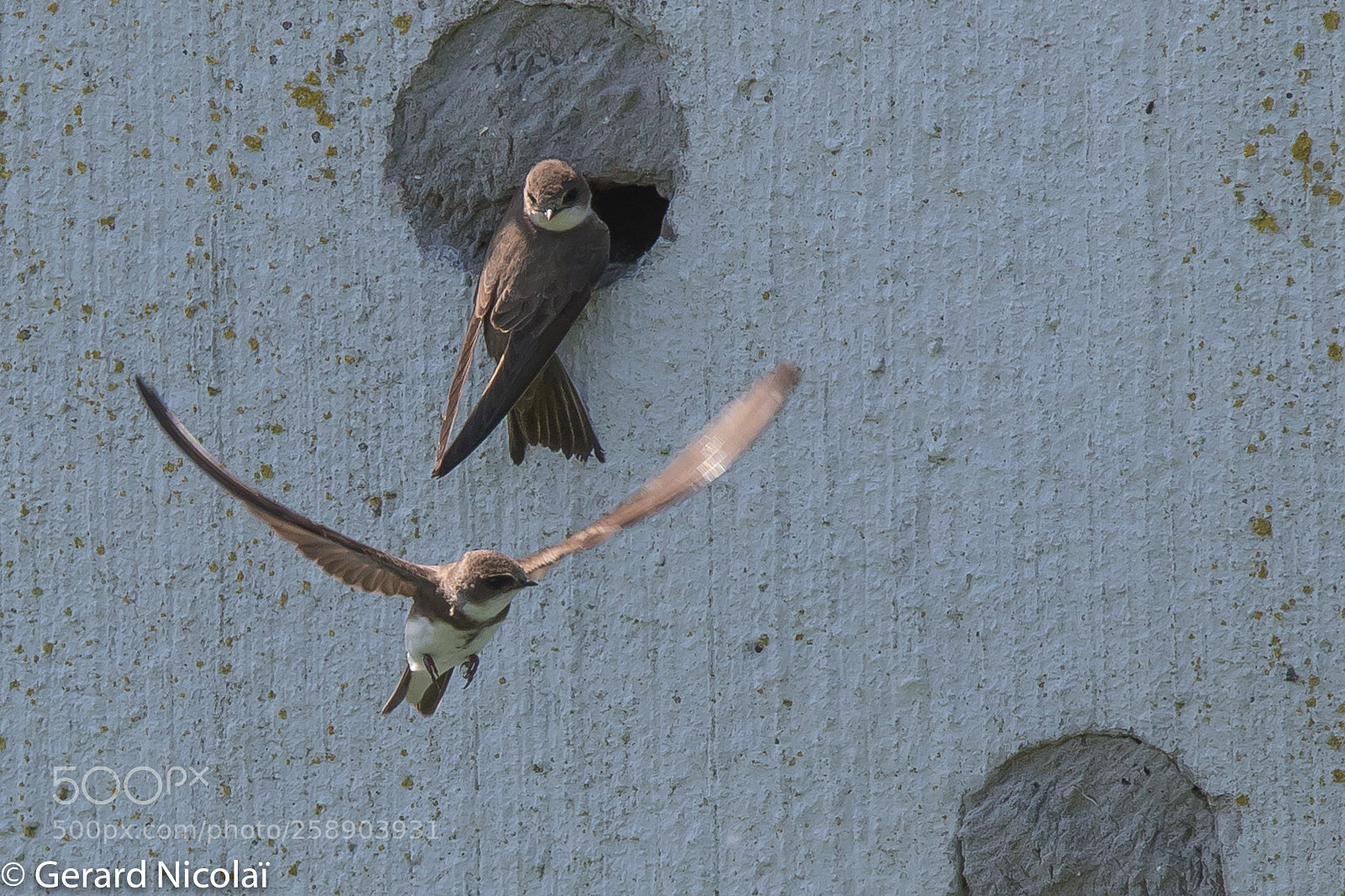 Canon EOS 7D Mark II sample photo. Sand martins photography