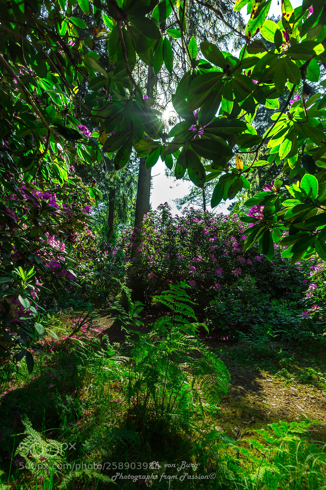 Canon EOS 6D sample photo. Rhododendron photography