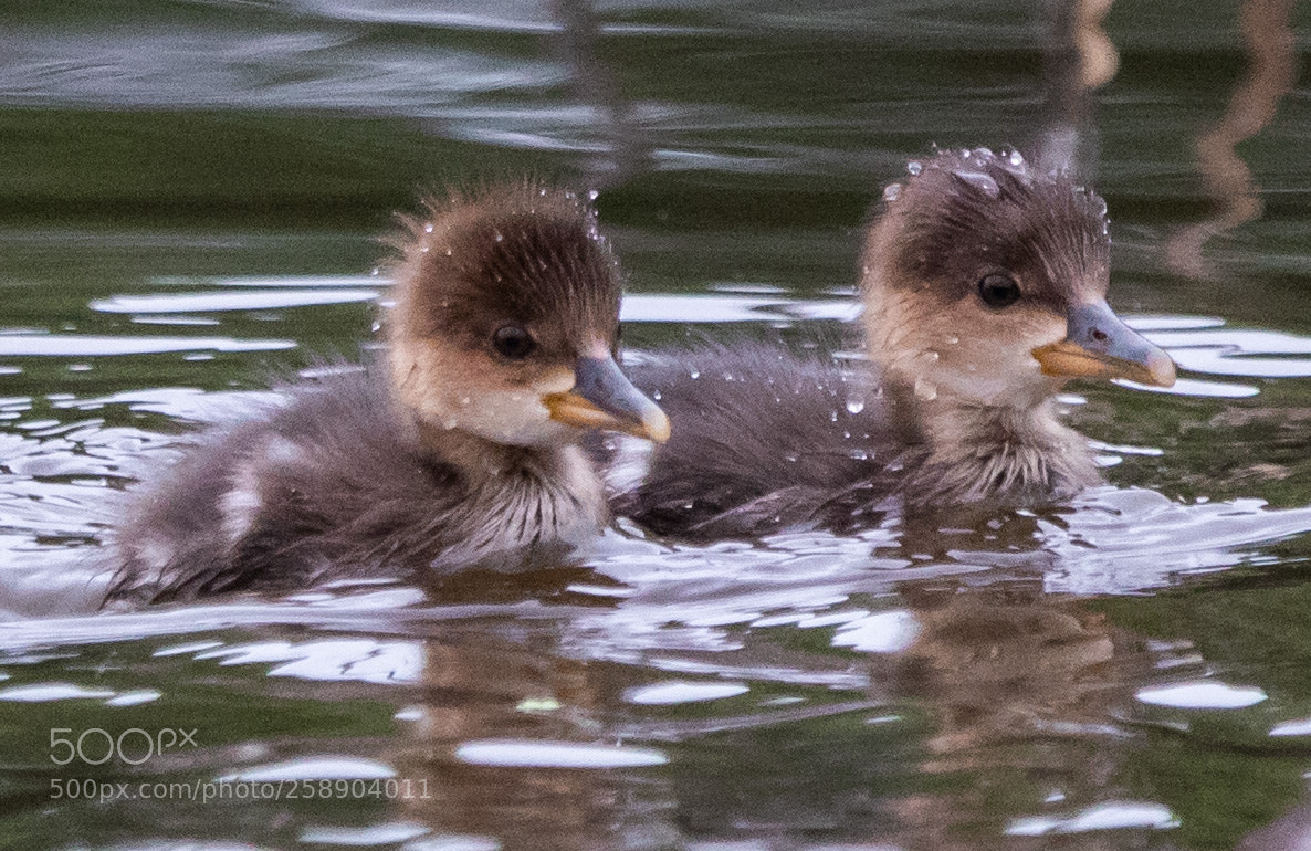Canon EOS 7D Mark II sample photo. Baby mergansers photography