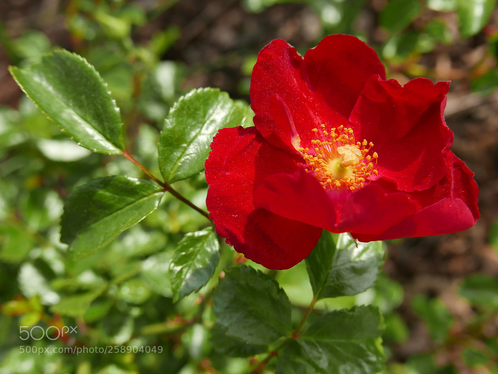 Panasonic Lumix DMC-LX100 sample photo. A rose is a photography