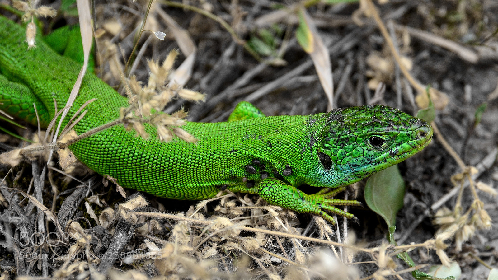 Nikon D7100 sample photo. Green lizard photography