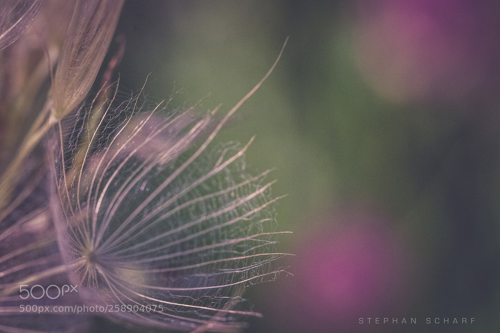 Fujifilm X-T10 sample photo. Had salsify paraglide photography