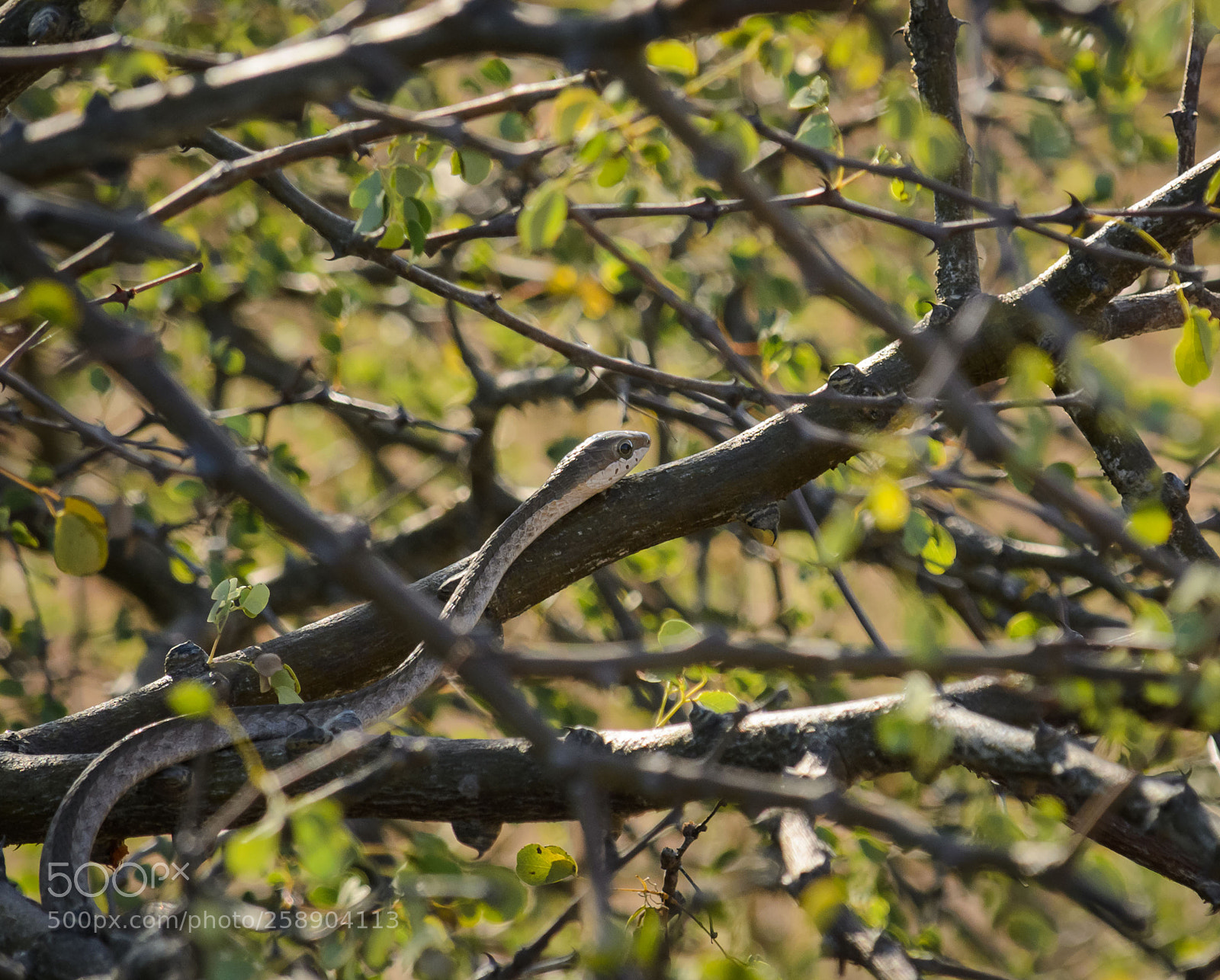 Nikon D7000 sample photo. Boomslang photography