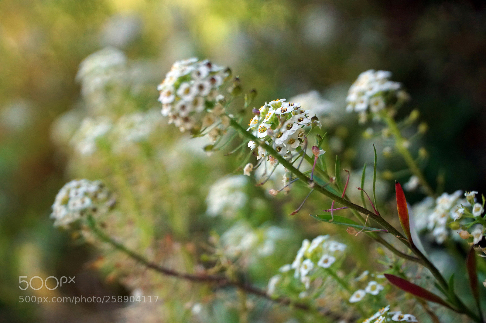 Sony a6500 sample photo. White flowers photography