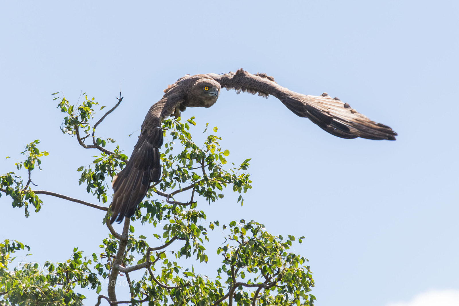 Nikon D7100 sample photo. Brown snake-eagle photography