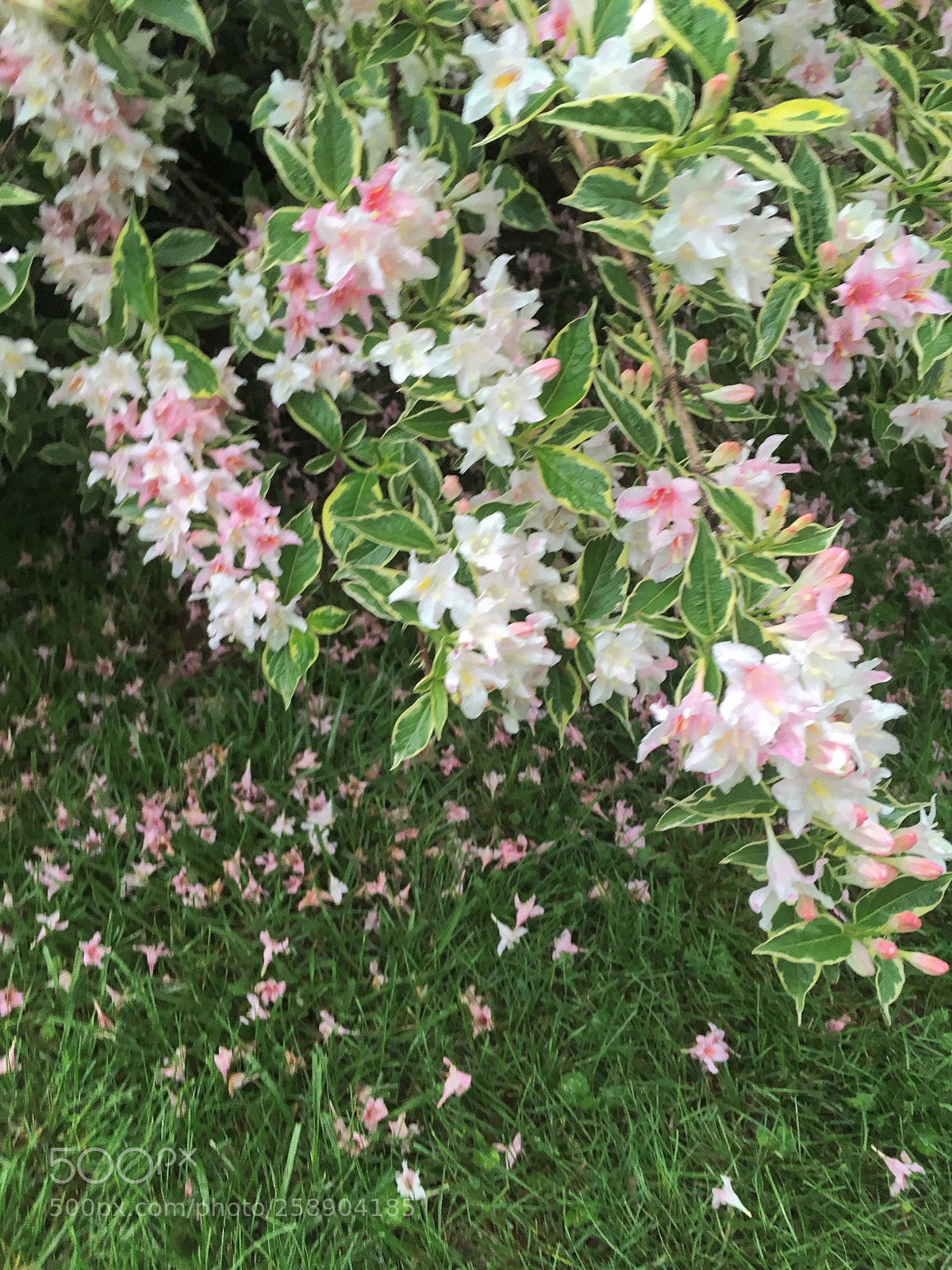 Apple iPhone SE sample photo. Blooms photography
