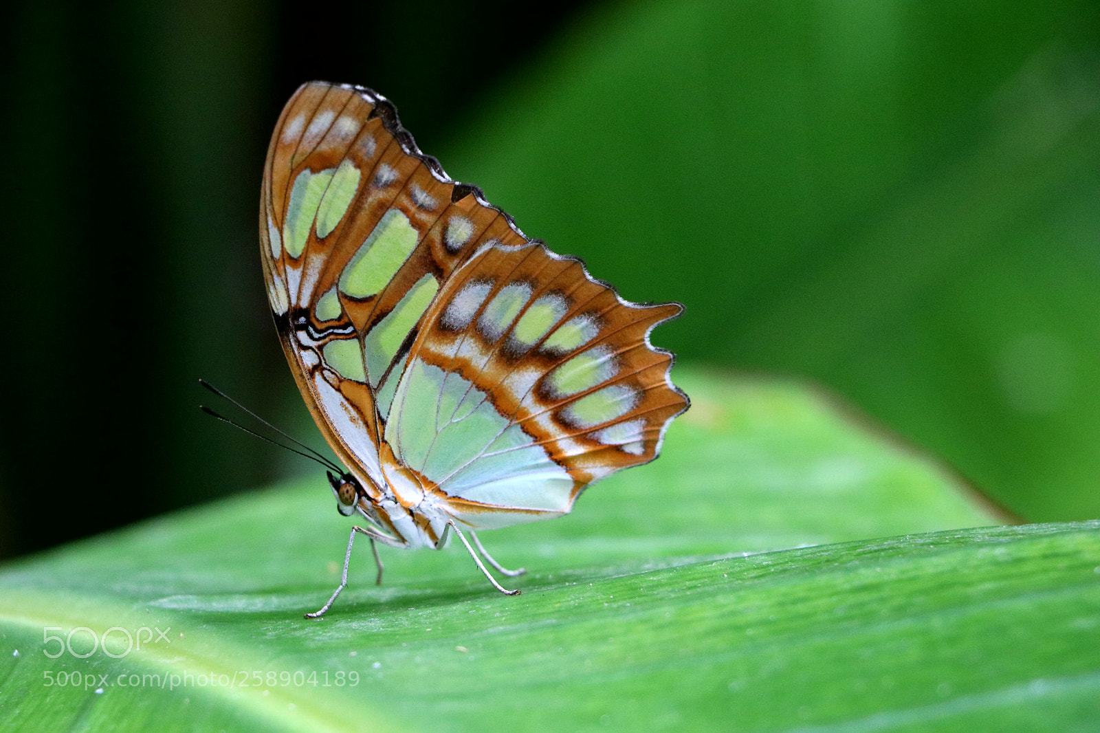 Canon EOS 80D sample photo. Butterfly photography