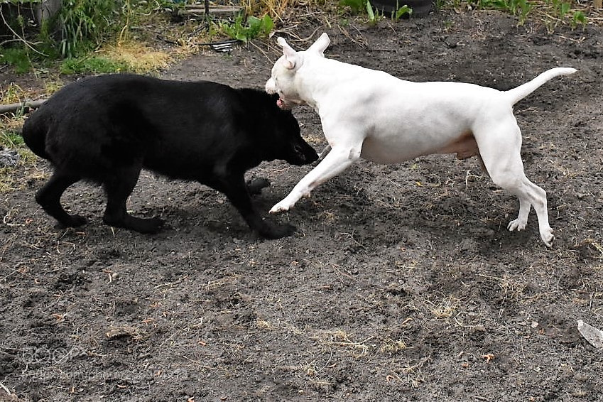 Nikon D3400 sample photo. Chase and play photography