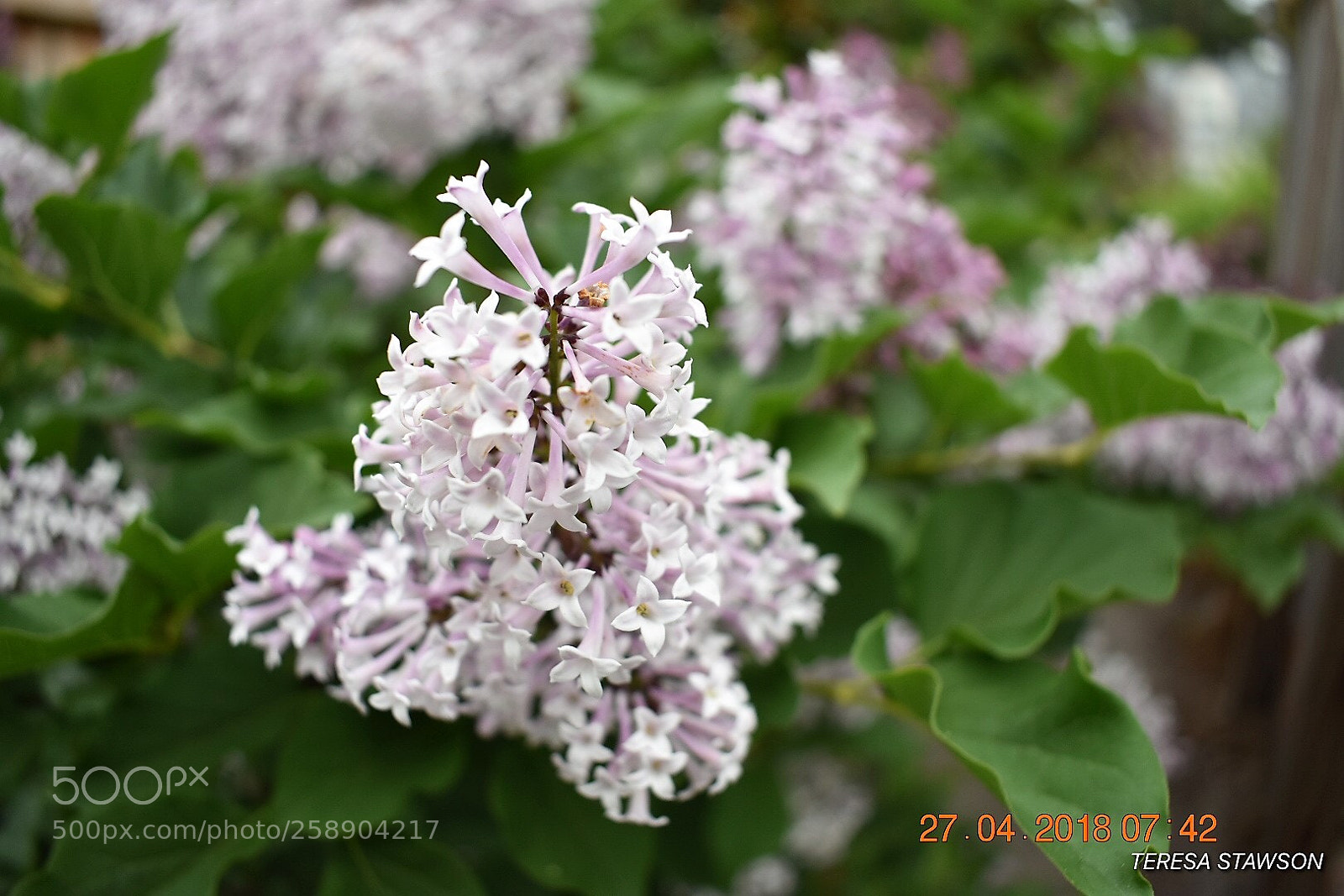 Nikon D3400 sample photo. Lilac photography