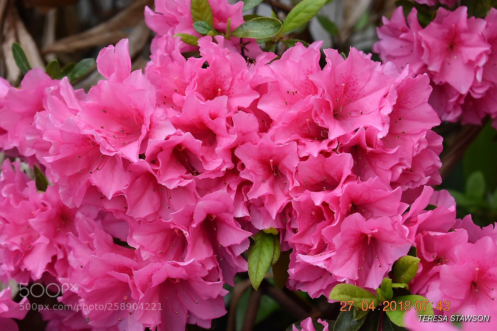 Nikon D3400 sample photo. Azaleas photography