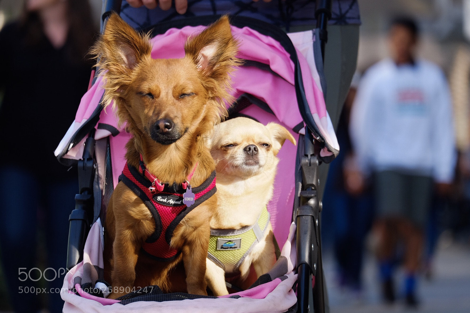 Fujifilm X-T1 sample photo. The zen dogs photography