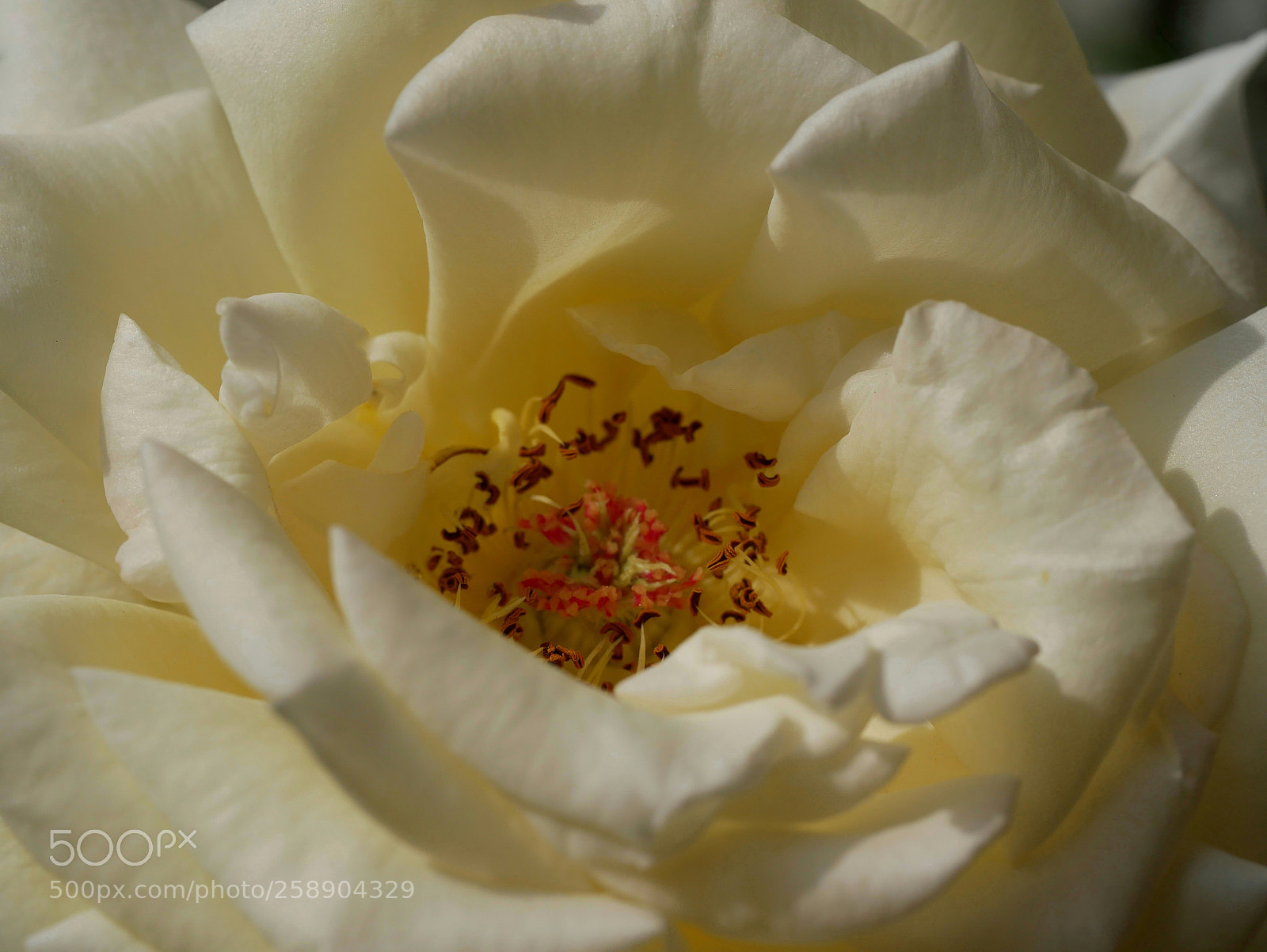 Panasonic Lumix DMC-GX85 (Lumix DMC-GX80 / Lumix DMC-GX7 Mark II) sample photo. ...... photography