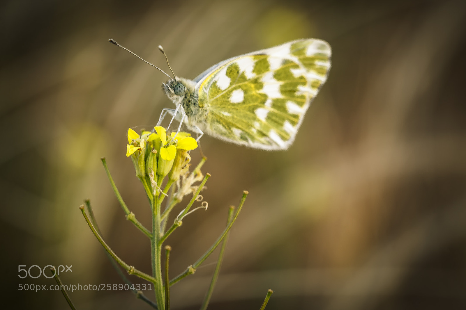 Nikon D610 sample photo. Butterfly photography