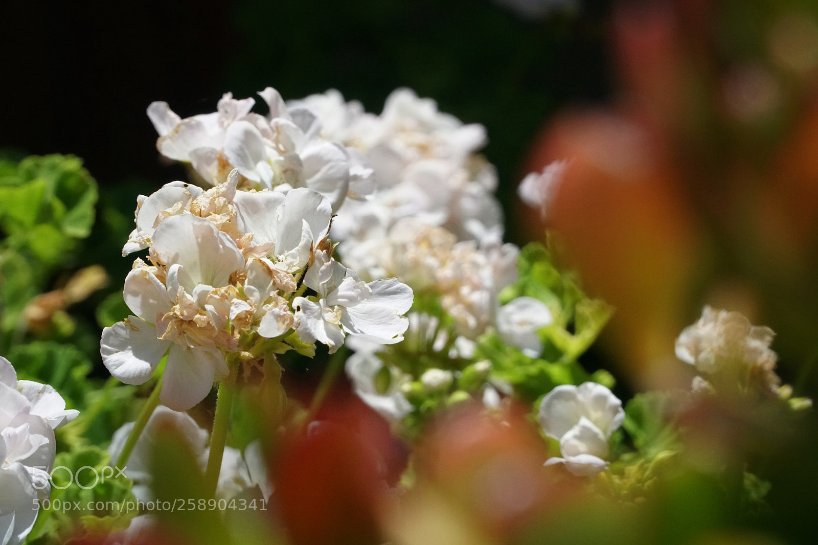 Sony a6500 sample photo. White flowers behind plants photography