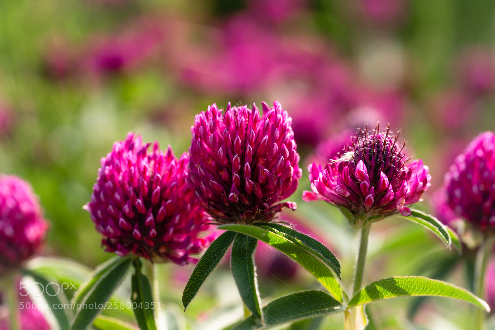 Sony a7R II sample photo. Klee photography