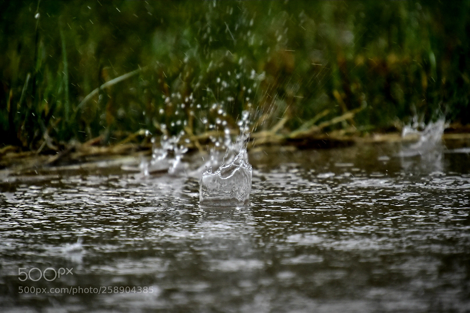 Nikon D5600 sample photo. Raindrops photography