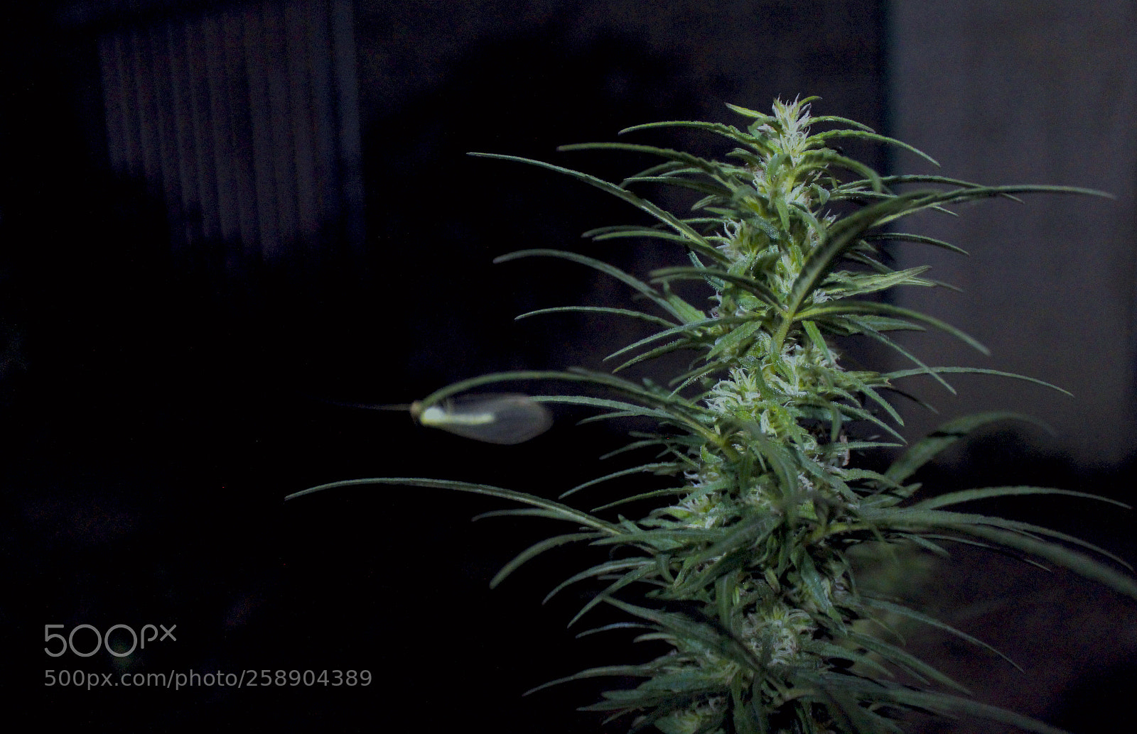 Canon EOS 1200D (EOS Rebel T5 / EOS Kiss X70 / EOS Hi) sample photo. Colombia photography