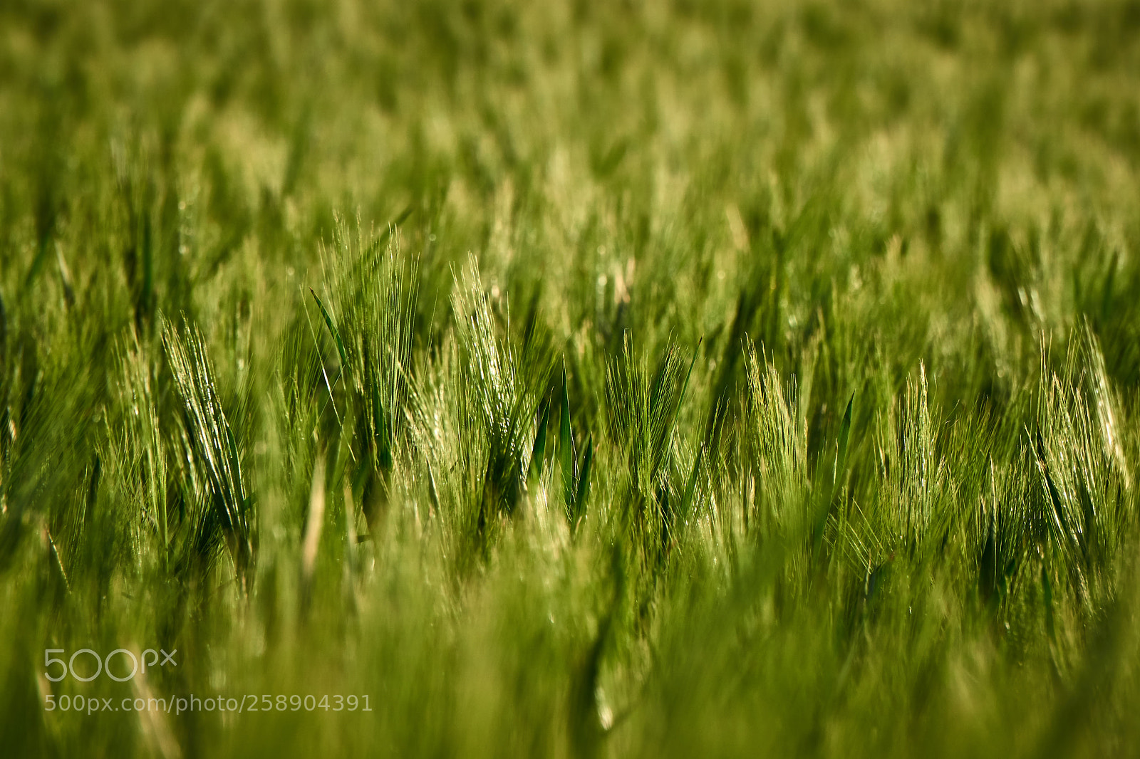 Sony a6000 sample photo. Greenness photography