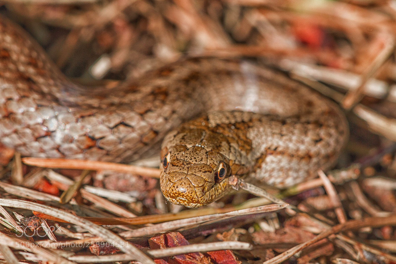 Canon EOS 7D sample photo. Smooth snake photography