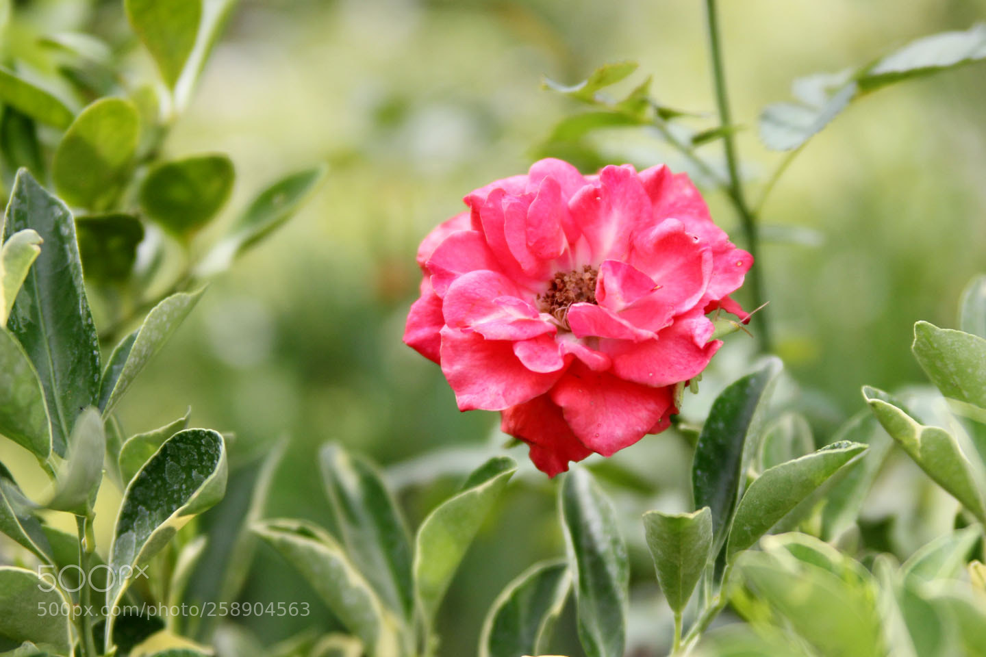 Canon EOS 550D (EOS Rebel T2i / EOS Kiss X4) sample photo. Img photography