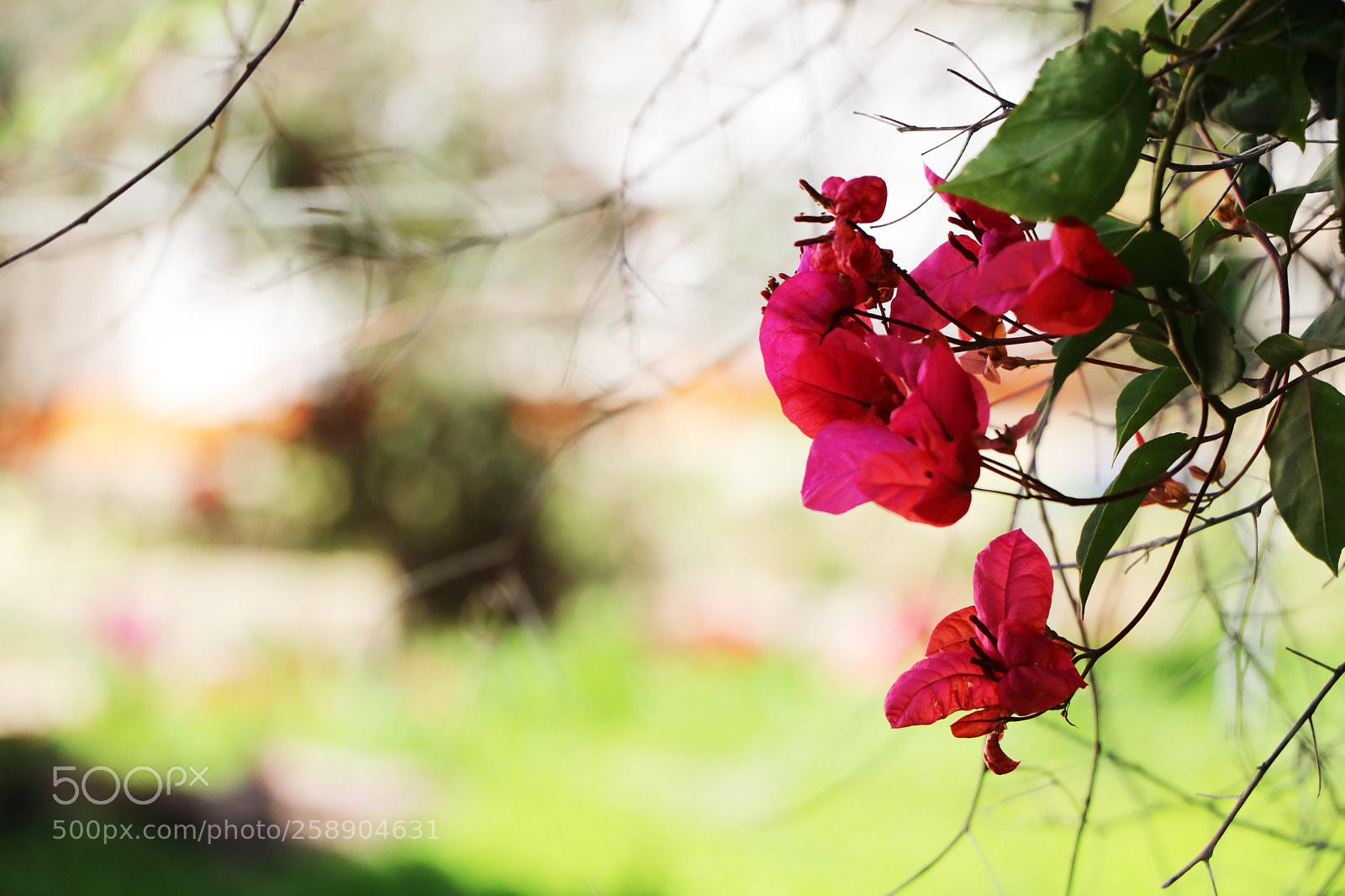 Canon EOS 750D (EOS Rebel T6i / EOS Kiss X8i) sample photo. Img photography
