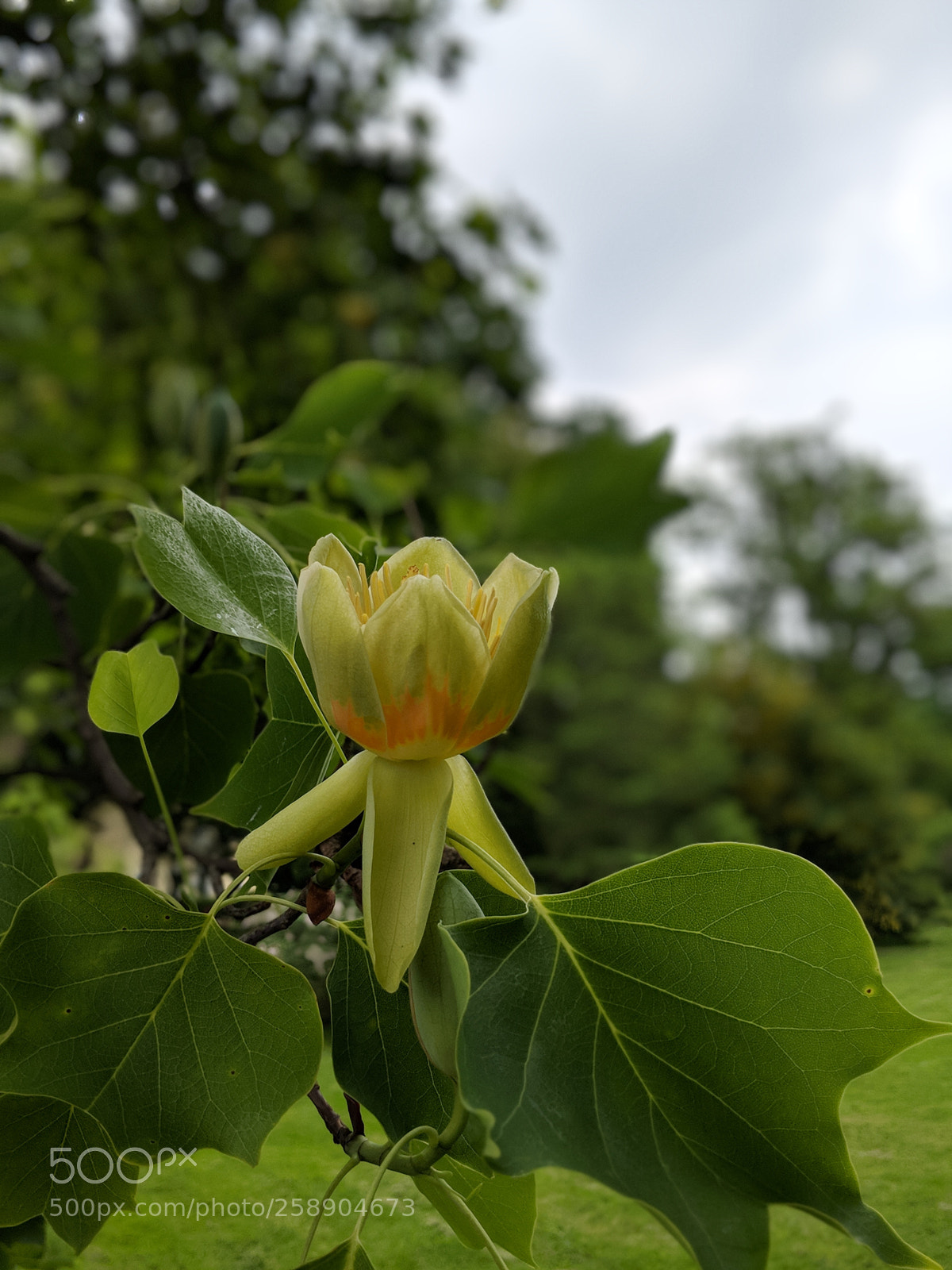 Google Pixel 2 sample photo. Tulip popular photography