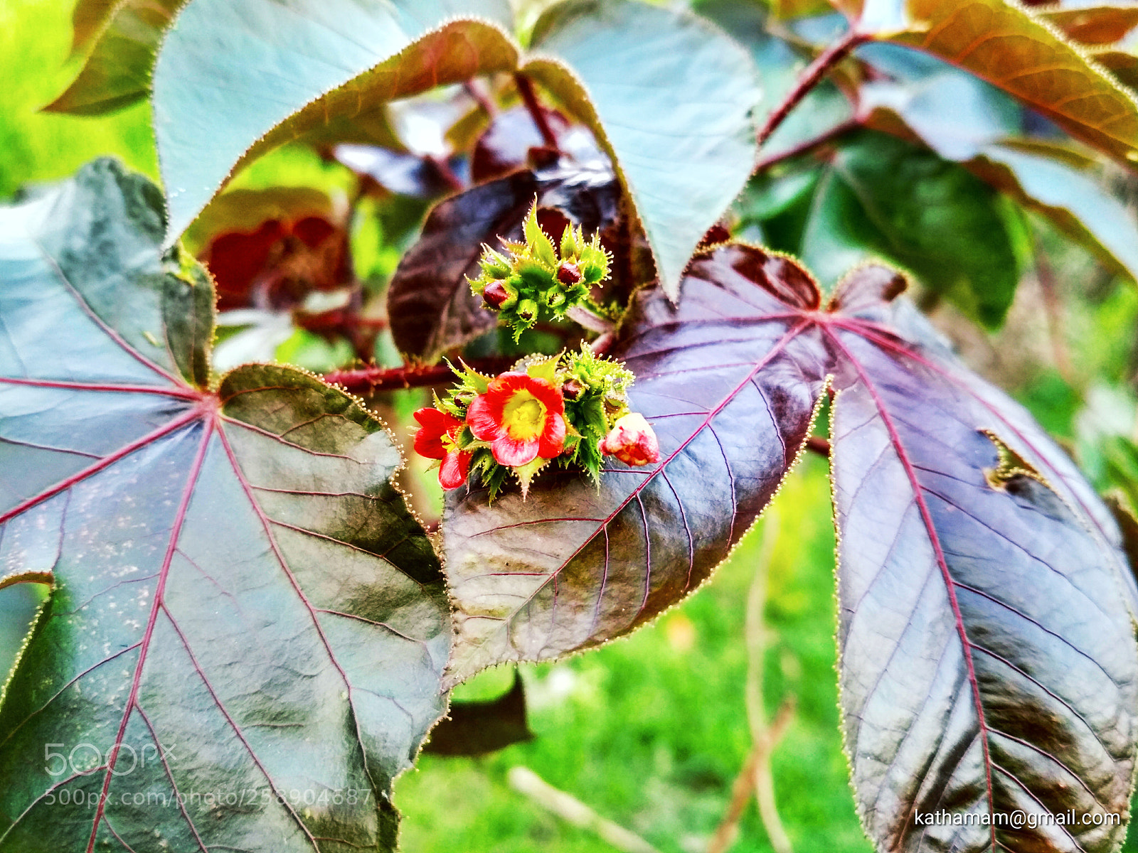 Xiaomi Redmi 4X sample photo. Untitled photography
