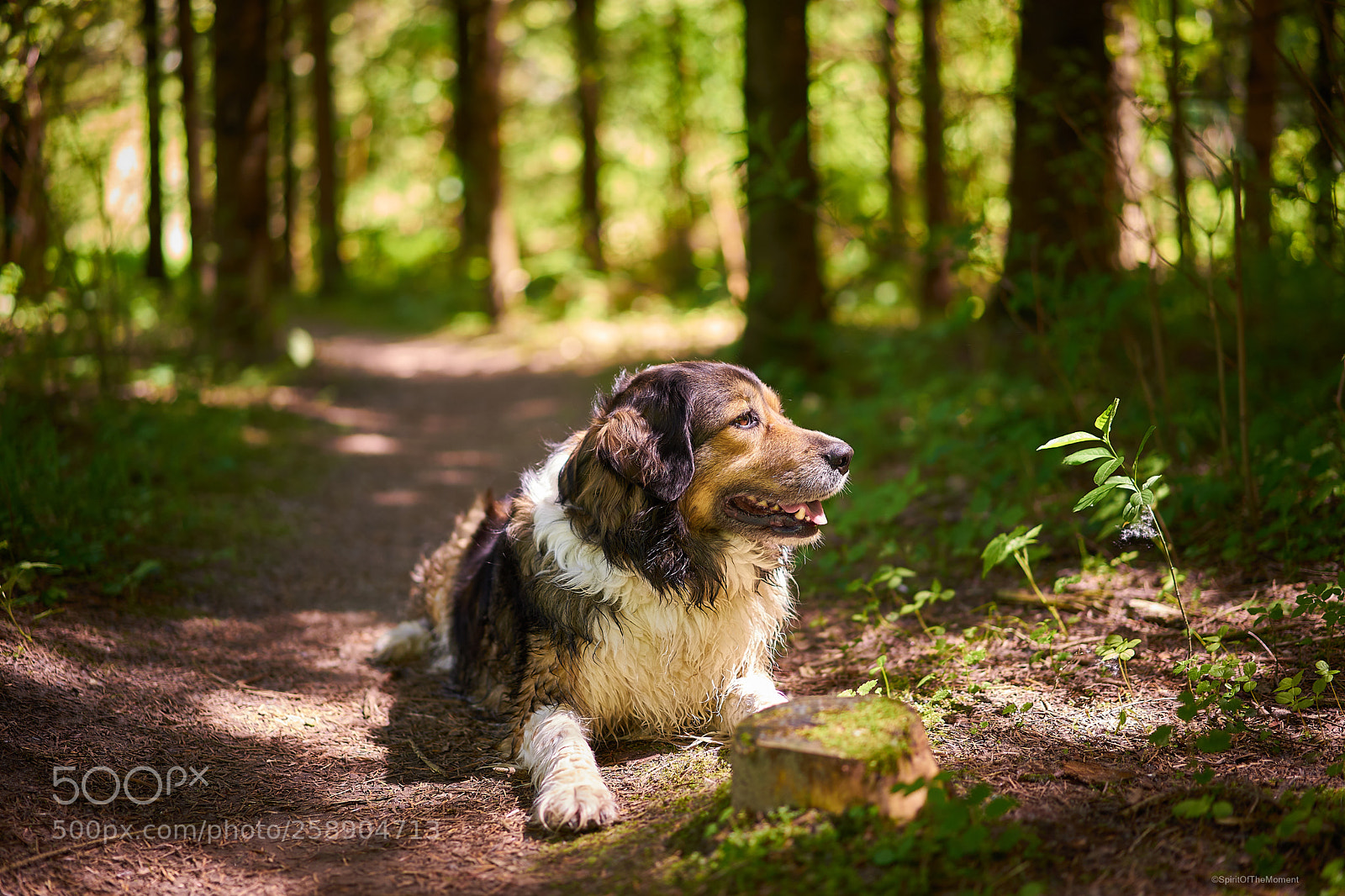 Sony a7 II sample photo. Walk the dog photography